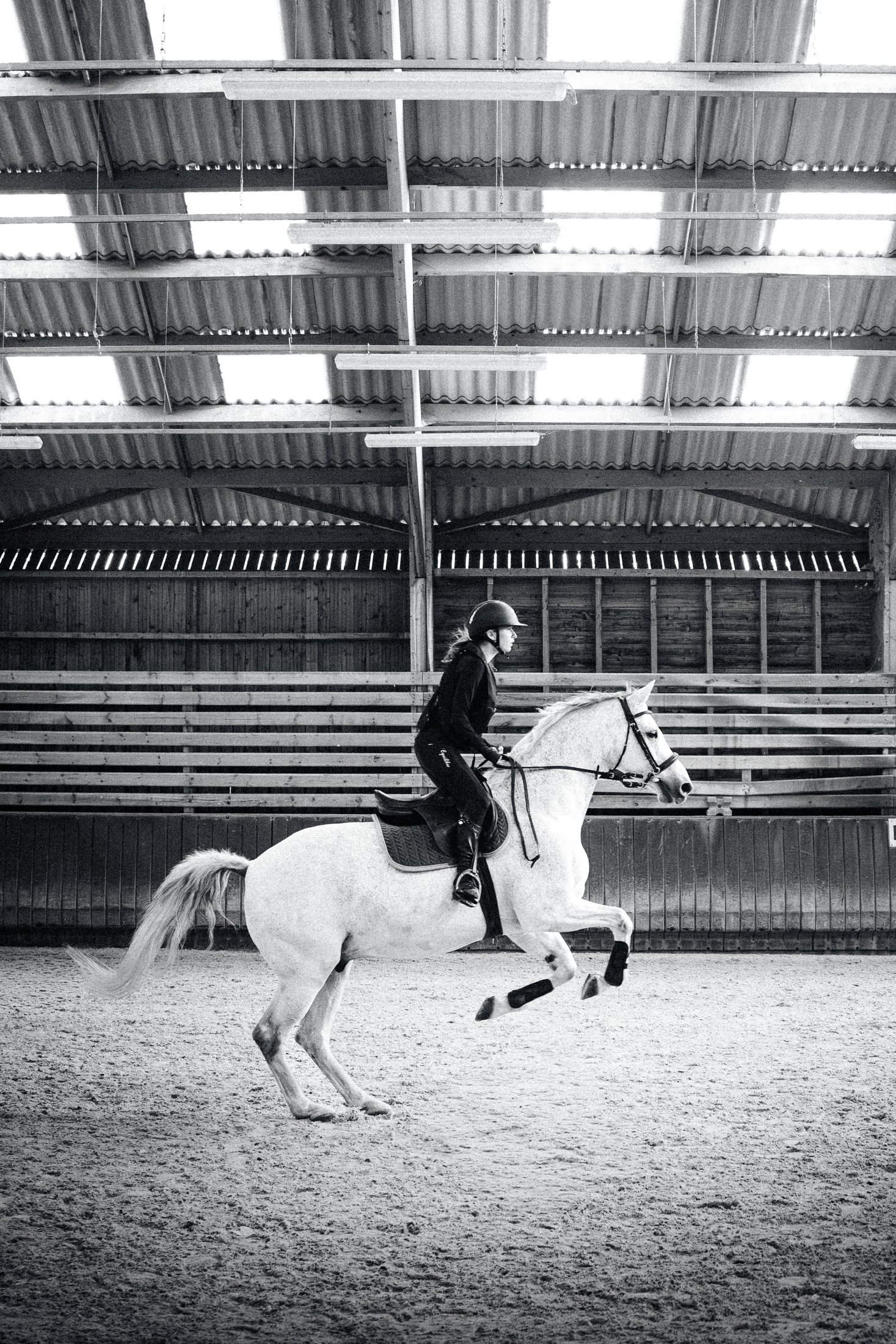 Dressage